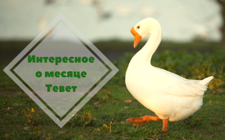 Интересное о месяце Тевет