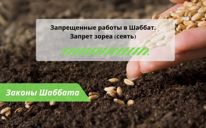 Запрещенные работы в Шаббат — Запрет зореа (сеять) — Законы Шаббата Запрещенные работы в Шаббат — Запрет зореа (сеять) — Законы Шаббата