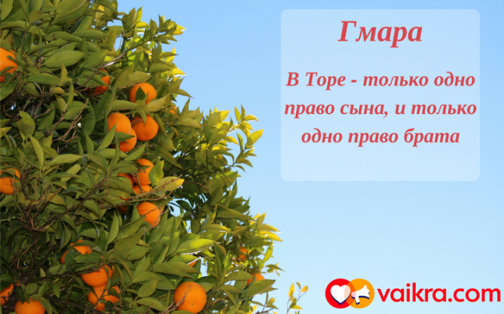 Гмара: В Торе — только одно право сына, и только одно право брата Гмара: В Торе — только одно право сына, и только одно право брата