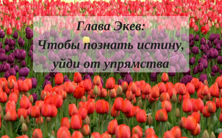 Недельная Глава: Экев. Чтобы познать истину, уйди от упрямства Недельная Глава: Экев. Чтобы познать истину, уйди от упрямства