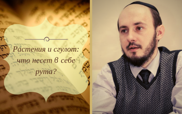 Растения и сгулот: что несет в себе рута?